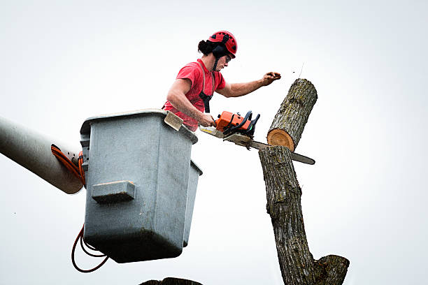 Best Tree and Shrub Care  in Clermont, FL